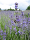 lavanda